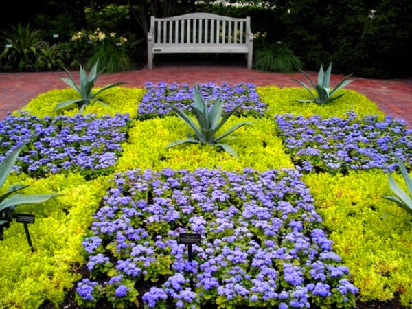 Ageratum: plantación y cuidado. Variedades populares