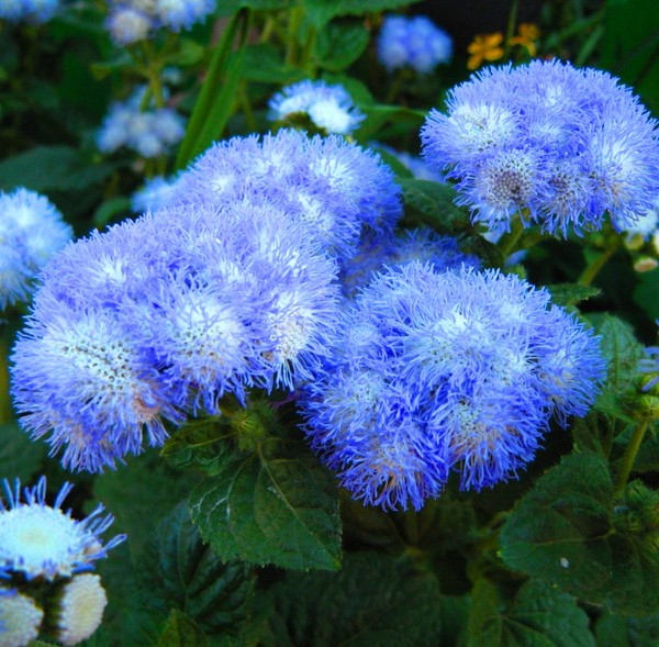 Ageratum: plantación y cuidado. Variedades populares