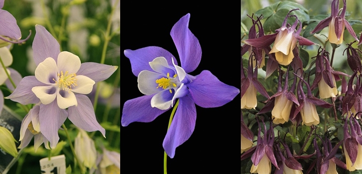 Aquilegia o Elf Shoes