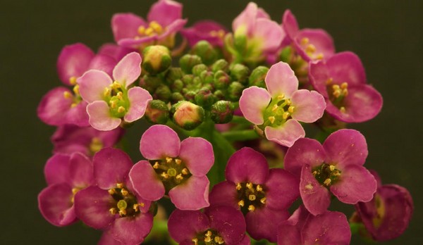 Alyssum: plantación y cuidado, fotos de las mejores variedades