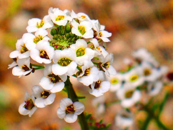 Alyssum: plantación y cuidado, fotos de las mejores variedades