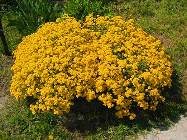 Alyssum: plantación y cuidado, fotos de las mejores variedades