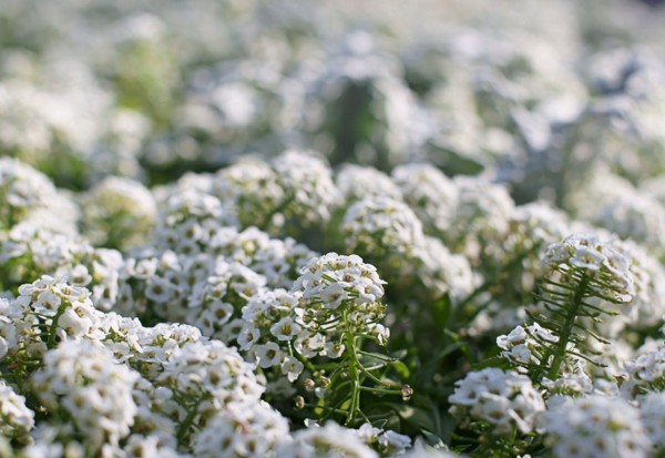 Alyssum: plantación y cuidado, fotos de las mejores variedades