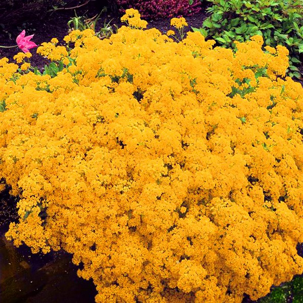 Alyssum: plantación y cuidado, fotos de las mejores variedades