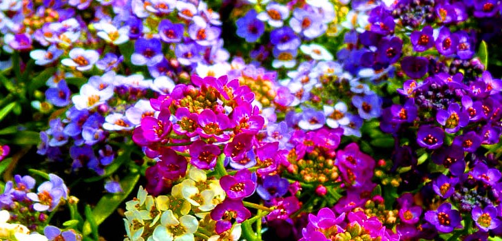 Alyssum: plantación y cuidado, fotos de las mejores variedades