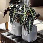 Alocasia y cuidar de ella