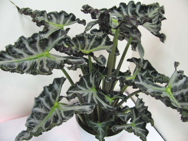 Alocasia y cuidar de ella