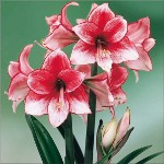 Amaryllis e hippeastrum: hermanos gemelos Amaryllis e hippeastrum: hermanos gemelos