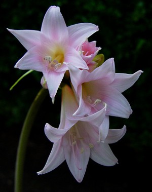 Amaryllis e hippeastrum: hermanos gemelos Amaryllis e hippeastrum: hermanos gemelos
