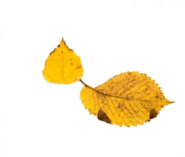 Apliques de otoño para jardín de infantes y 1-2 clases de colegio, clases magistrales con fotografía y video