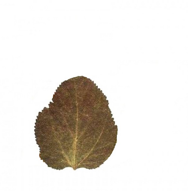 Apliques de otoño para jardín de infantes y 1-2 clases de colegio, clases magistrales con fotografía y video