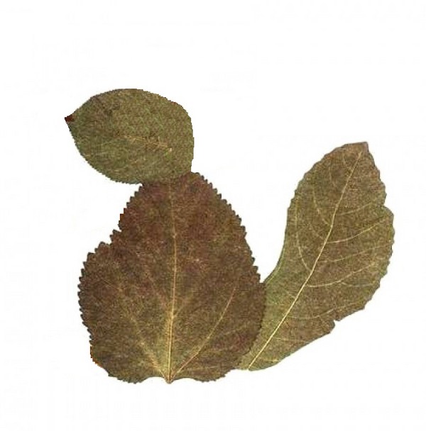 Apliques de otoño para jardín de infantes y 1-2 clases de colegio, clases magistrales con fotografía y video