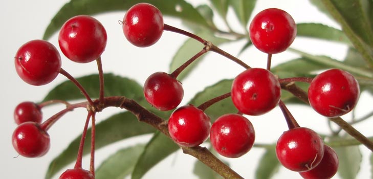 Ardisia: cuidado y foto
