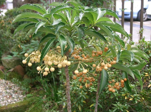 Ardisia - la especie más famosa