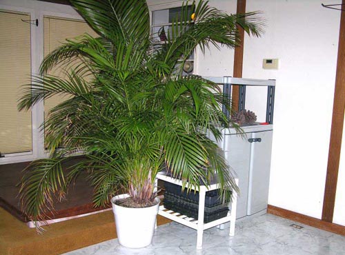 Areca. Cuidado en el hogar