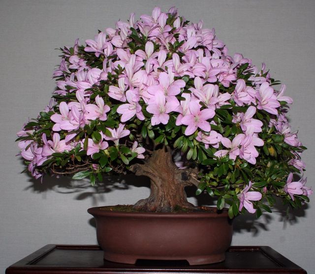 Cuidado de la azalea