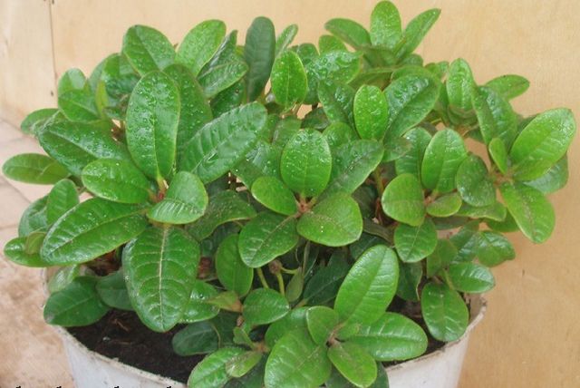 Cuidado de la azalea