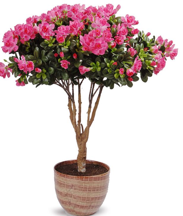 Cuidado de la azalea