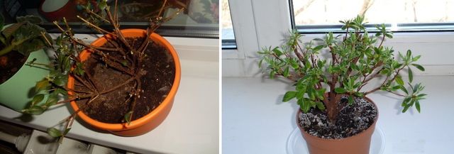 Cuidado de la azalea