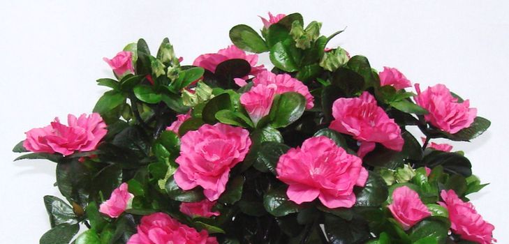 Cuidado de la azalea