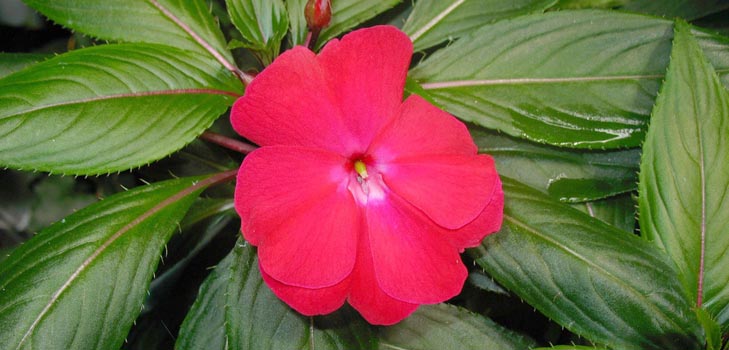 Bálsamo de jardín: cultivo