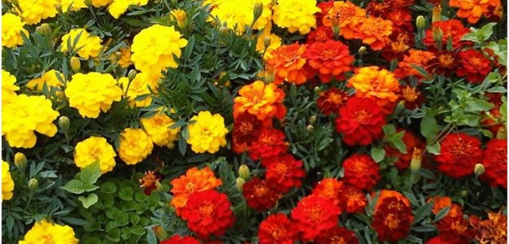flores maravillas