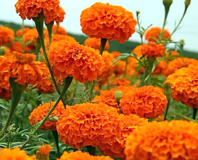 flores naranjas