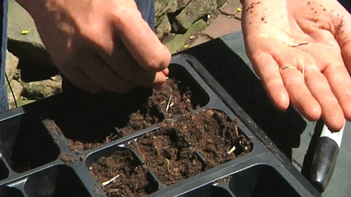 Maravillas en las plantas de semillero