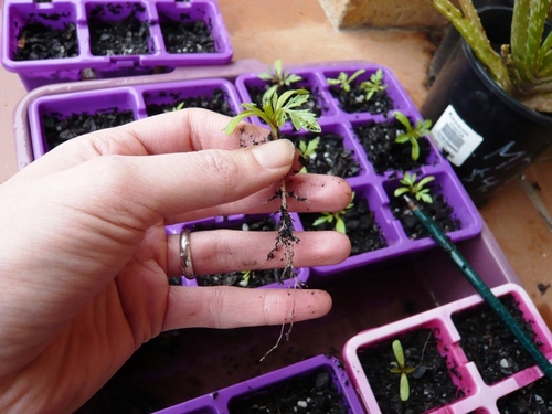 Maravillas en las plantas de semillero