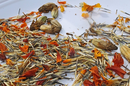 Maravillas en las plantas de semillero