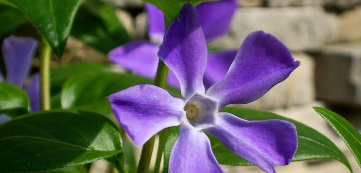 Vinca. Cultivo y cuidado para 