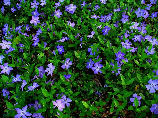 Vinca. Cultivo y cuidado para 