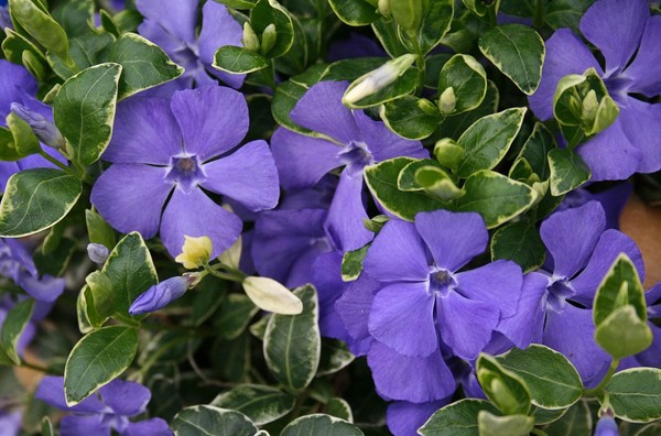 Vinca. Cultivo y cuidado para 
