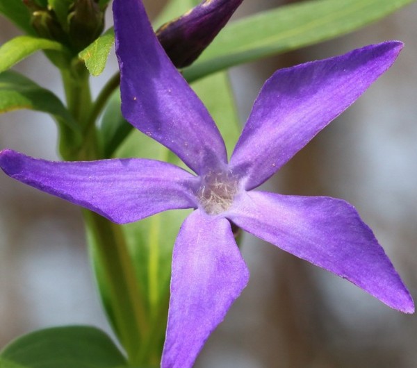 Vinca. Cultivo y cuidado para 