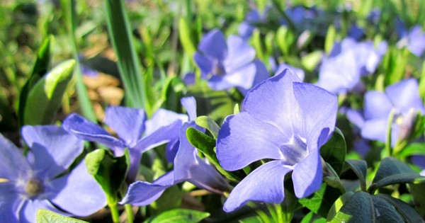 Vinca. Cultivo y cuidado para 