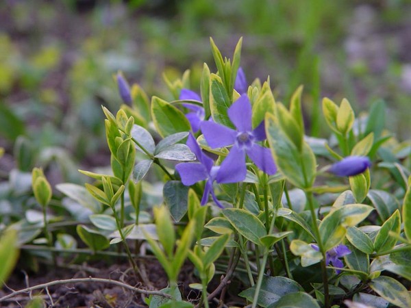 Vinca. Cultivo y cuidado para 