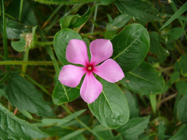 Vinca. Cultivo y cuidado para 