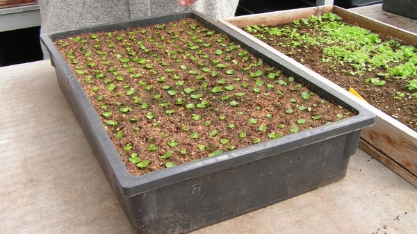 Vinca. Cultivo y cuidado para 