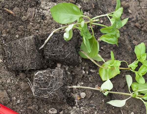 Albahaca: crecimiento de hierba picante en el alféizar de la ventana y en el campo abierto