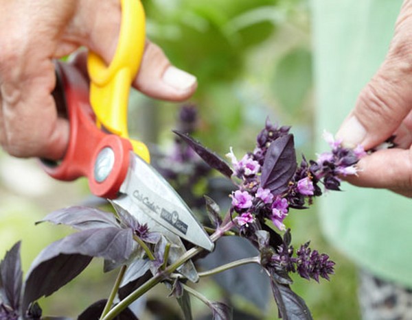 Albahaca: crecimiento de hierba picante en el alféizar de la ventana y en el campo abierto