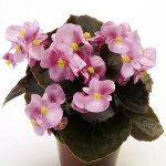 Begonia de semillas Begonia de semillas
