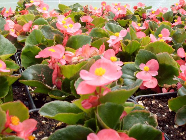 Begonia de semillas