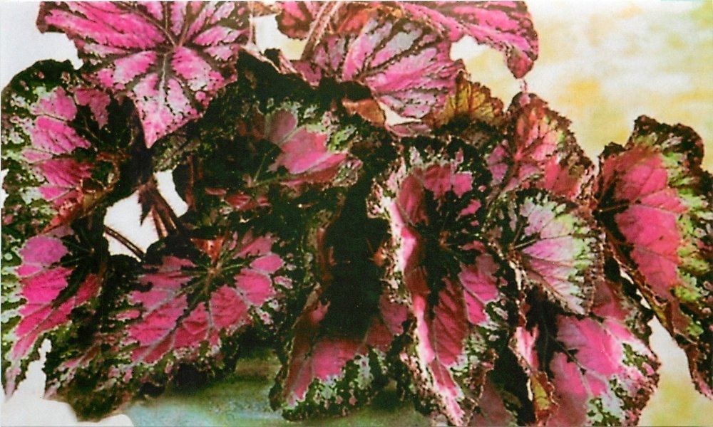 begonia sin flores