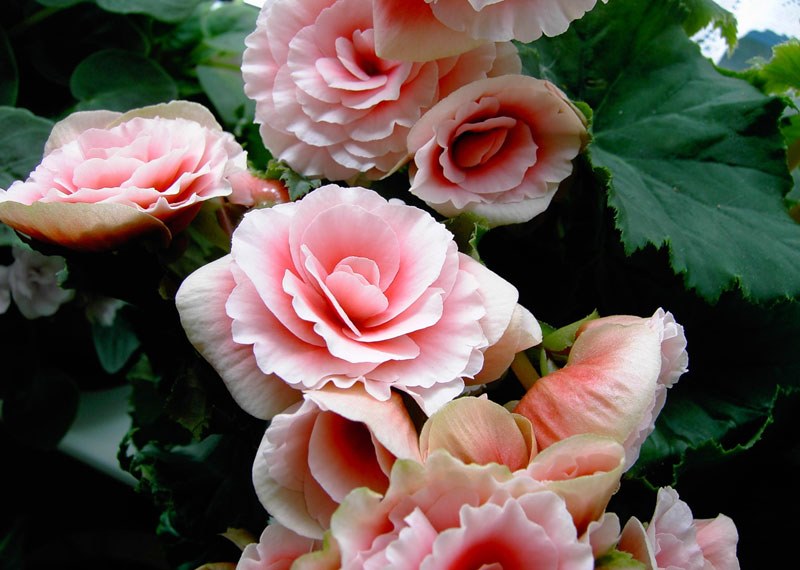 begonia rosada