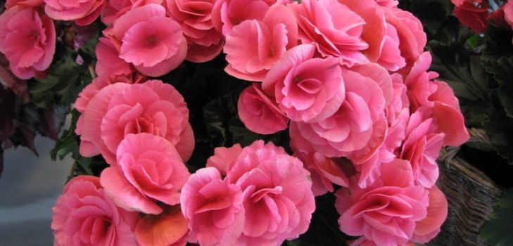 flores de begonia
