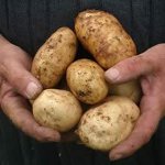Enfermedades de las papas Enfermedades de las papas