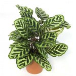 Enfermedades de plantas de interior: enfermedades fúngicas. Parte 2 Enfermedades de plantas de interior: enfermedades fúngicas. Parte 2