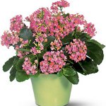 Enfermedades de plantas de interior: enfermedades virales Enfermedades de plantas de interior: enfermedades virales