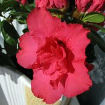Enfermedades de plantas de interior: plagas (parte 2)