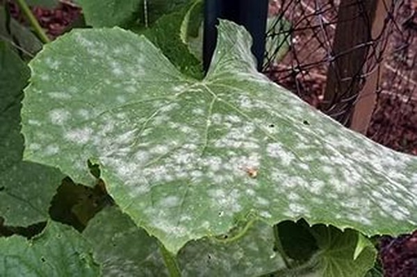 Enfermedades de los pepinos: síntomas, tratamiento y prevención (con foto) Enfermedades de los pepinos: síntomas, tratamiento y prevención (con foto)